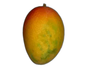 Profile Picture of Mango 