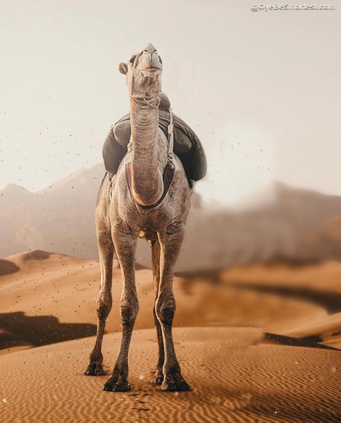 Camel Editing Background Pic