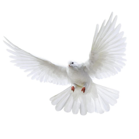 White Pigeon PNG Transparent