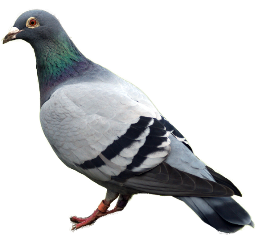 Pigeon PNG Transparent Image