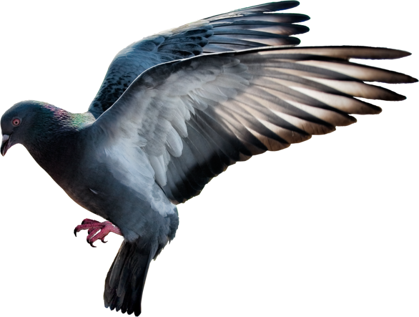 Pigeon PNG Transparent Image