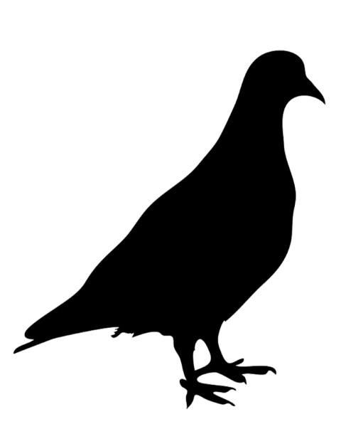 Blalck Pigeon PNG Transparen