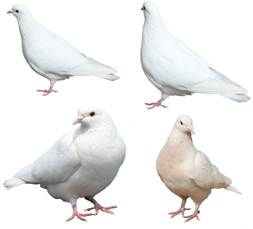 couple two Pigeons White PNG