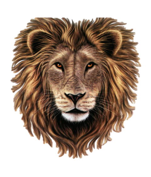 Lion Head PNG CLipart HD