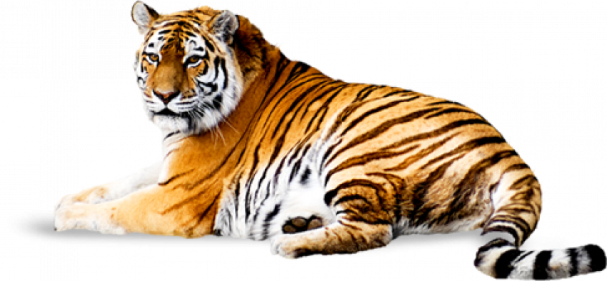Sitting Tiger PNG - Cheetah