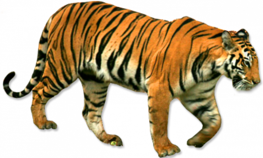 Standing Tiger PNG - Cheetah