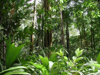 Amazon Rainforest HD Wallpap