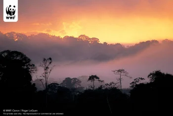 Amazon Rainforest HD Wallpap