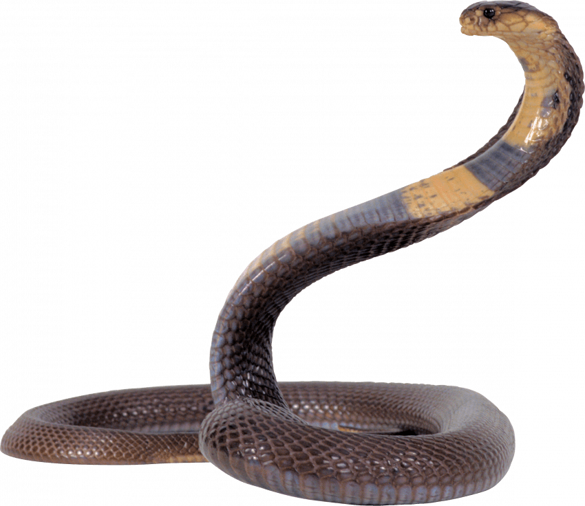 Giant Anaconda Snake PNG - T