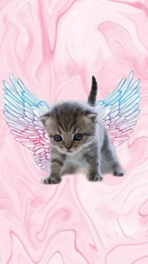 Angel Cat Wallpapers Full HD
