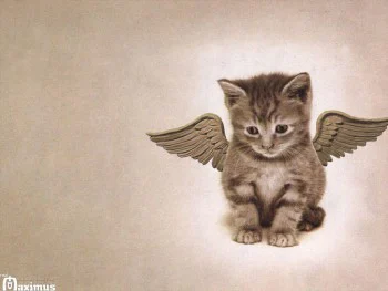 Angel Cat Wallpapers Full HD