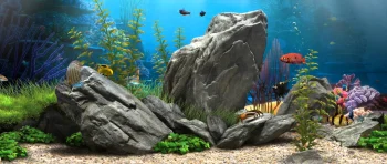 Aquarium HD Wallpapers Natur
