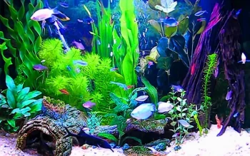 Aquarium HD Wallpapers Natur