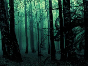 Black Forest HD Wallpapers N