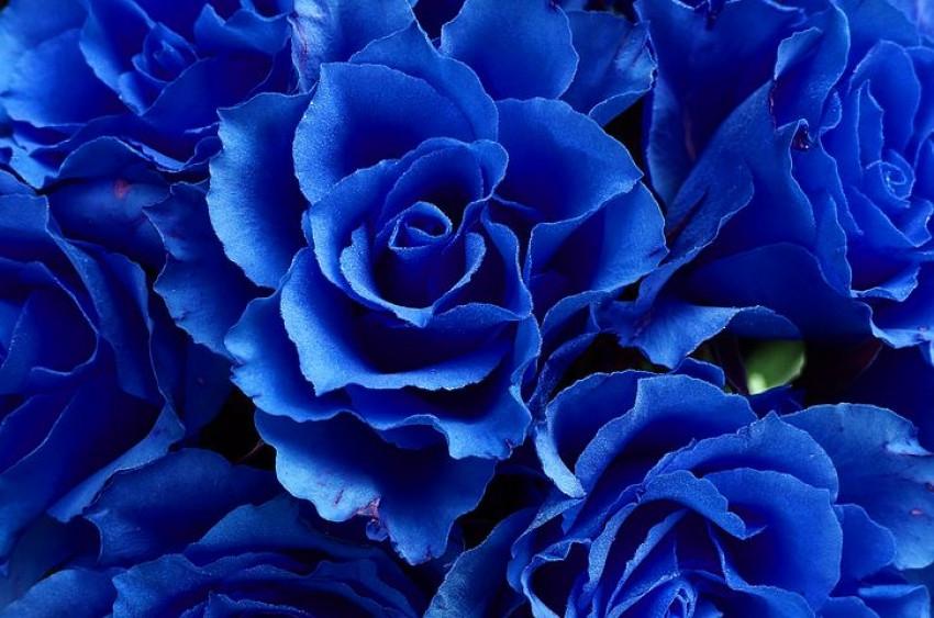 Blue Rose Wallpaper Full HD