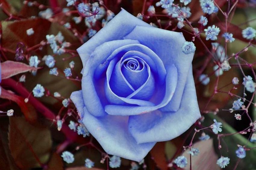 Blue Rose Wallpaper Full HD