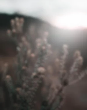 Blur editing Background - Bl
