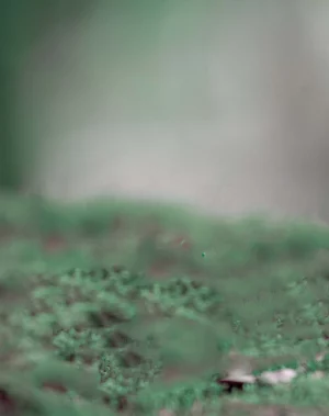 Blur Editing Background - Bl