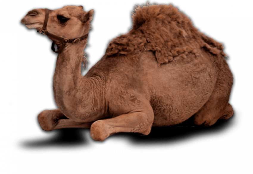 Sitting Camel PNG - Transpar