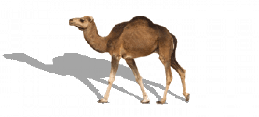Camel PNG - Transparent Imag