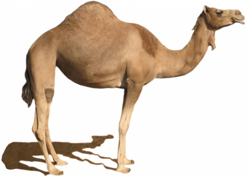 Camel PNG - Transparent Imag