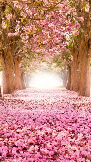 Cherry Blossoms HD Wallpaper