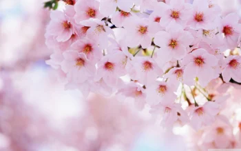 Cherry Blossoms HD Wallpaper