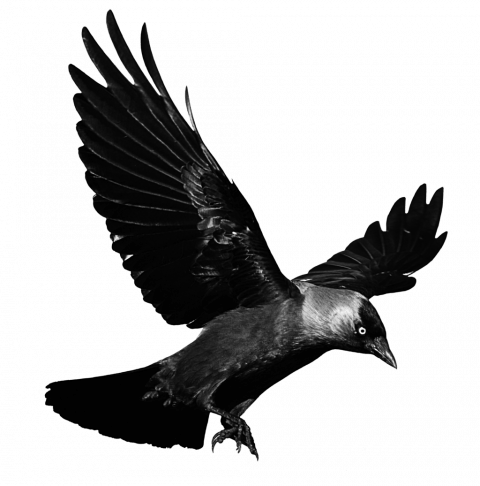 Flying Crow PNG - Bird Trans