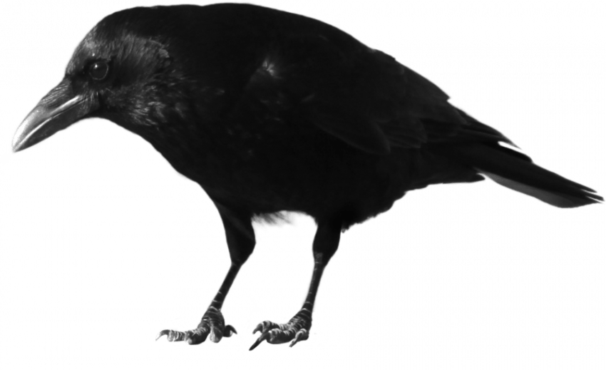 Crow Transparent Bird PNG