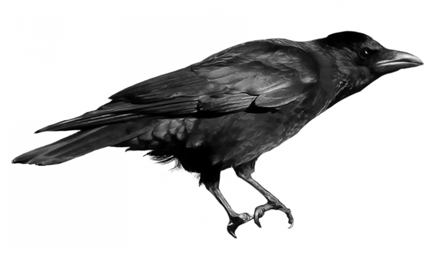 Cover Photo of Crow 