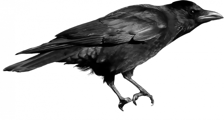 Sitting Crow PNG - Transpare
