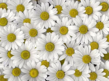 Daisy HD Wallpapers Nature W