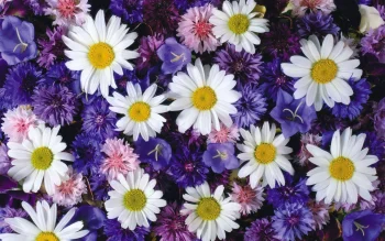 Daisy HD Wallpapers Nature W