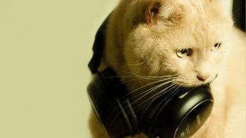 DJ Cat Wallpapers Full HD Do