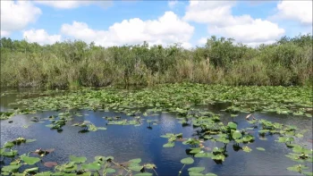 Everglades National Park HD