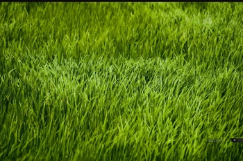 Grass HD Wallpapers Nature W