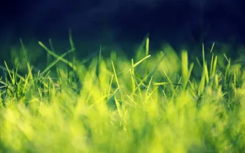 Grass HD Wallpapers Nature W