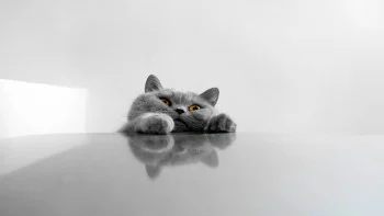Grey Cat Wallpapers Full HD