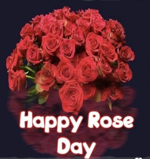 Happy Rose Day Wish Status P