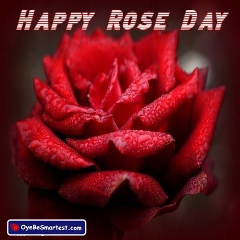 Happy Rose Day 2020 Image HD