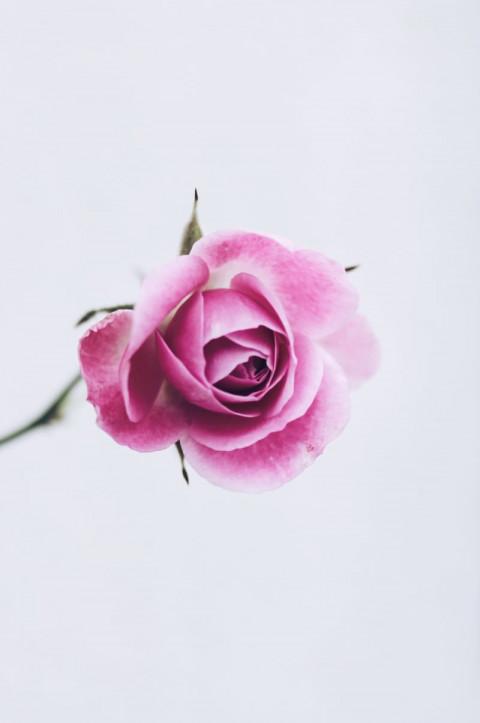 Beautiful Rose Wallpaper Ful