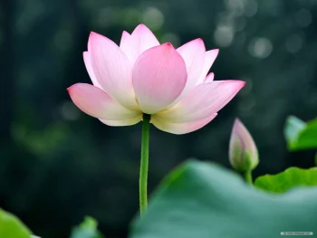 Lotus Flower HD Wallpapers N