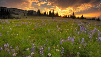 Meadows HD Wallpapers Nature