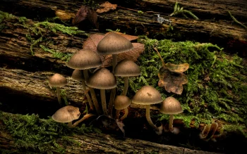 Mushrooms HD Wallpapers Natu