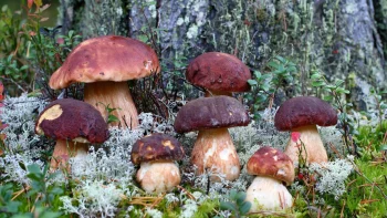Mushrooms HD Wallpapers Natu