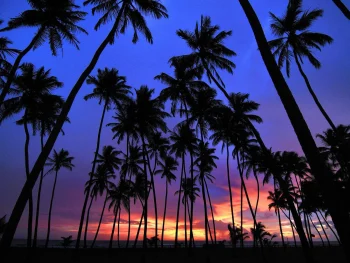 Palm Trees HD Wallpapers Nat