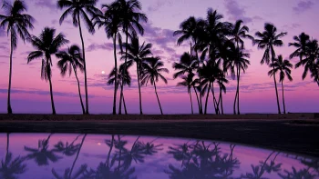 Palm Trees HD Wallpapers Nat