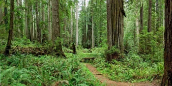 Redwood National And State P