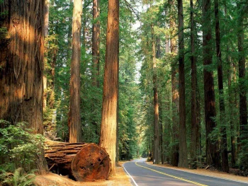 Redwood National And State P