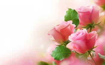Roses HD Wallpapers Nature W